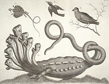 Carl Linnaeus | Swedish botanist | Zoologist